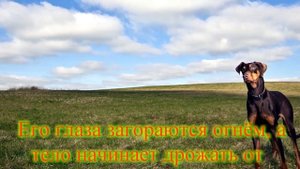 ?ПОСВЯЩАЕТСЯ НАШИМ ЛЮБИМЫМ ПИТОМЦАМ | МОСТ РАДУГИ | РАДУЖНЫЙ МОСТ