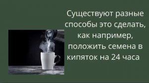 Как растить семена белой акации, которую мы сажаем в оползневых районах юга Кыргызстана.