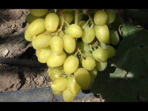 Сорта винограда 2020. Бананас, Бананас - для гурманов и для нас!