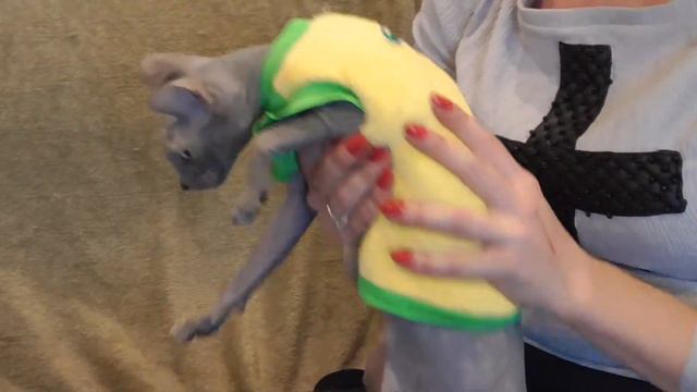 Кофта Lacoste от TM Style Pets смотреть онлайн