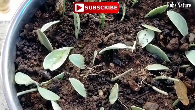 Hanging Plants/Dischidia Nummularia/Beautiful Cascading Plants/Malayalam