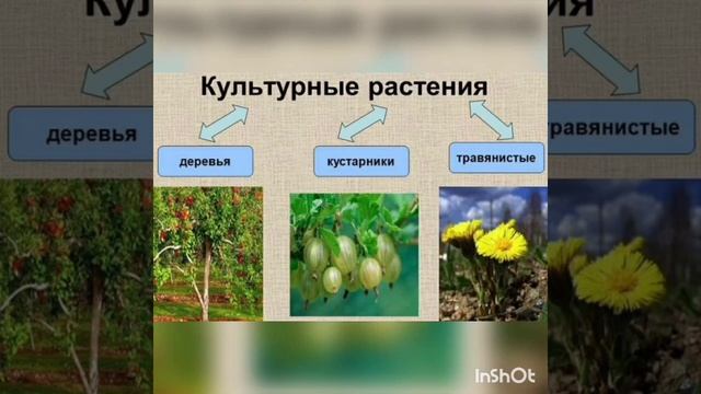 Урок Родиноведения Тема: Дикорастущие и культурные растения смотреть онлайн