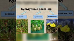 Урок Родиноведения Тема: Дикорастущие и культурные растения