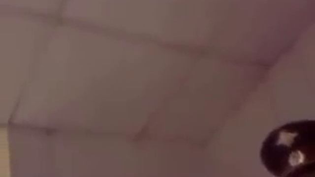 Скрытая съемка Вневедомственной охраны.