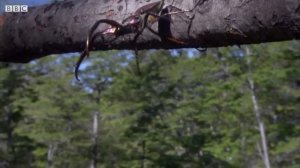 The Tiny World Of Insects   BBC Earth