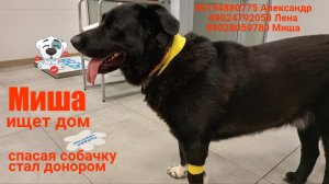 Мишка, Медведко, Милайло, Михей - это все он, Миша