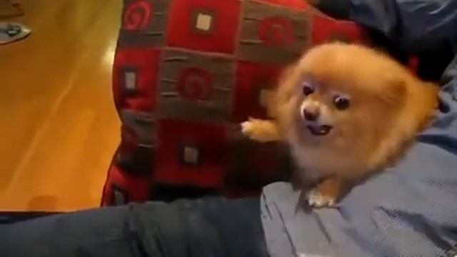 очень злобная собачка смотреть онлайн