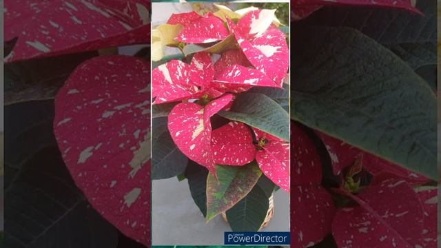 ? Flor de Pascua, pascuero o poinsettia (Euphorbia pulcherrima 'Superba Glitter'). ?