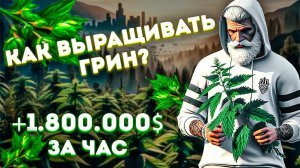 Лучший заработок за час | Гайд по выращиванию грина на GTA 5 RP (Majestic)