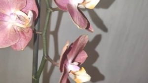 Ароматный фаленопсис горизонт?