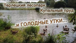 Кормим уток на прогулке в Терлецком лесопарке