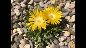 Молодило в саду