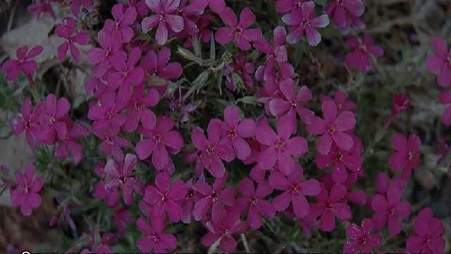 Флокс дугласа: почвопокровный