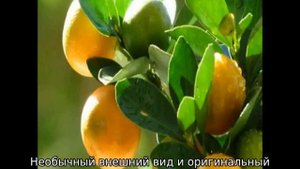 Апельсиновое дерево