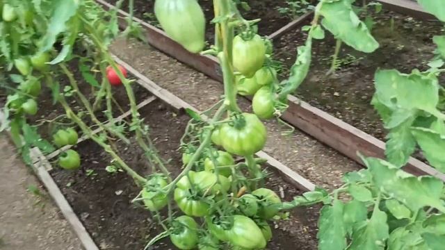 КЛАДОСПОРИОЗ НА ТОМАТАХ/ЖЁЛТЫЕ ПЯТНА НА ЛИСТЬЯХ/КАК С ЭТИМ БОРОТЬСЯ И ЧТО ДЕЛАТЬ? 21г#246