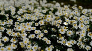 "Ромашковое Счастье" Музыка Андрея Обидина