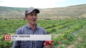 В Дагестане в разгаре сбор урожая клубники