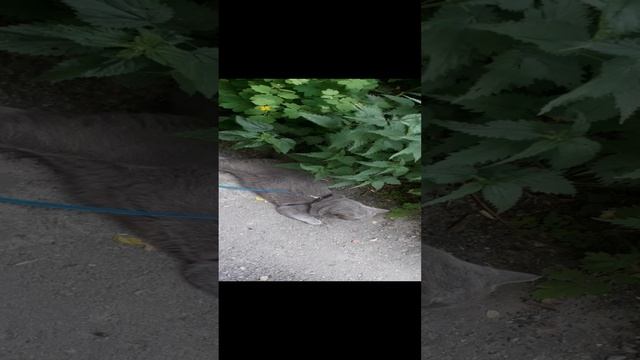 Отдыхает котик, лежит.
