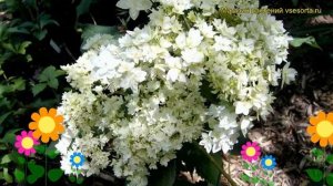 Гортензия древовидная Хайес Старбёрст. Краткий обзор, описание hydrangea arborescens Hayes Starburs
