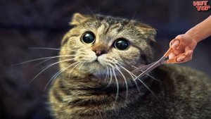 Что будет, если кошке обрезать усы