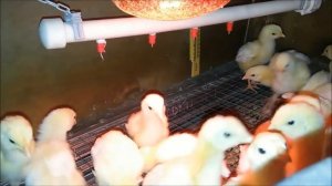 Температура и освещение в брудере