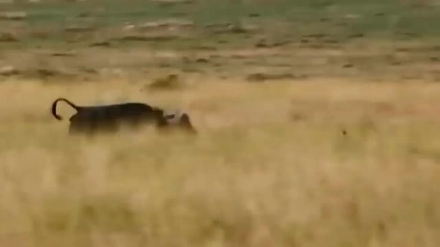 СУМАСШЕДШАЯ АТАКА БУЙВОЛА НА ЛЬВОВ! Самые Эпичные Битвы Буйволов Против Львов смотреть онлайн