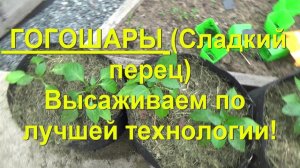 74. Болгарский перец (Гогошары) - высаживаем по лучшей технологии!  Специальный выпуск!