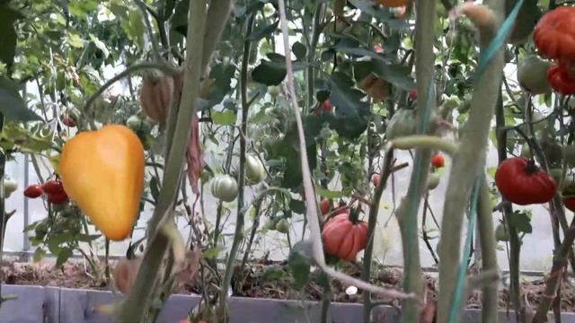 ???ТОМАТ ((( ЖЕЛТОЕ СЕРДЦЕ))) смотреть онлайн