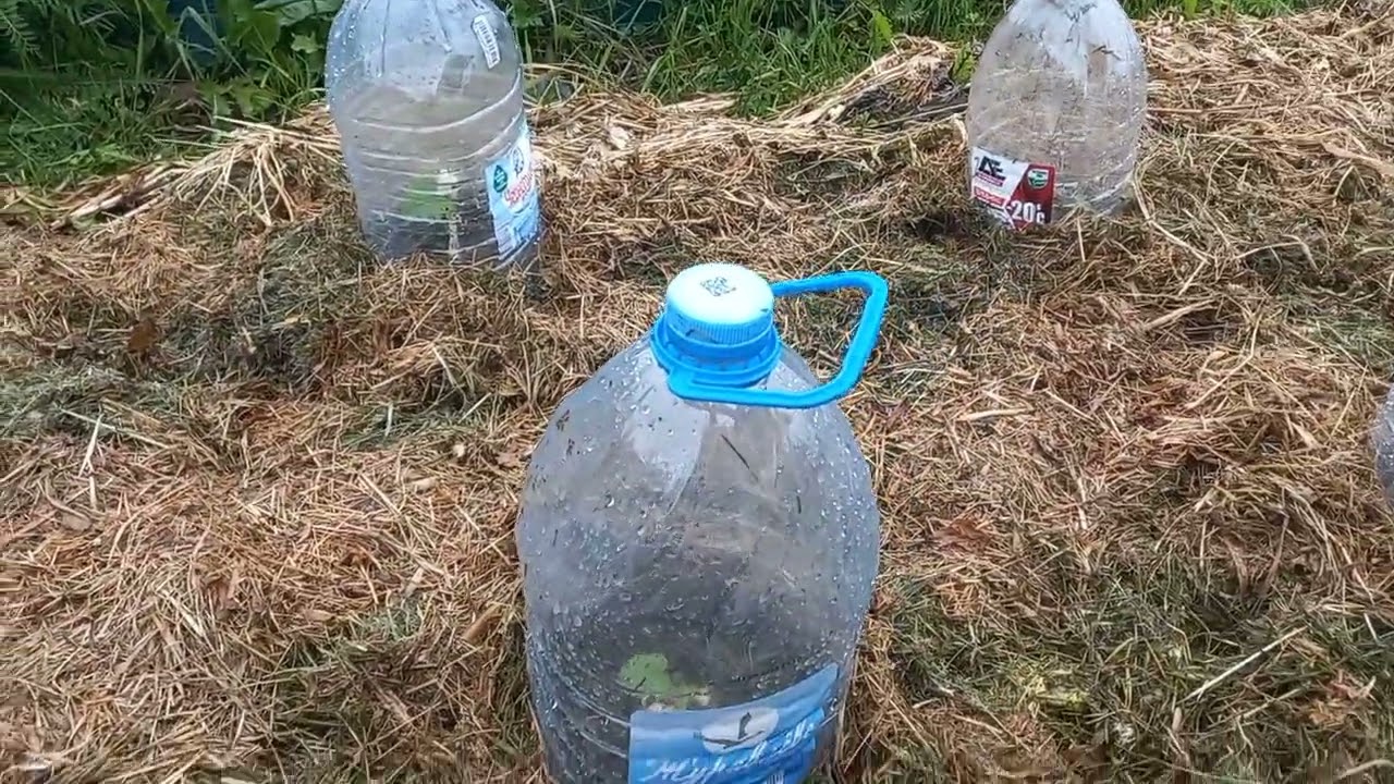 Спасаем капусту под пластиковыми бутылками. 6YGV44ECR7g смотреть онлайн