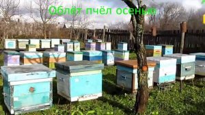 Весенний и осенний облёт пчёл на пасеке