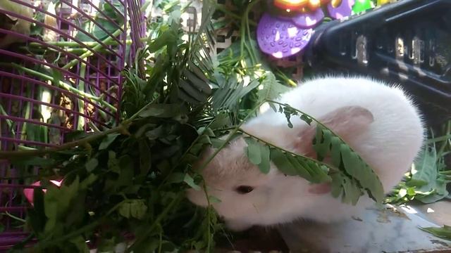 Кролик и ДМТ акация смотреть онлайн