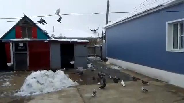 голуби.Сергея.с.Елань-Колено.Воронежской.обл.