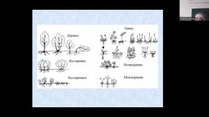 Дендрология Жизненные формы древесных растений