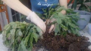 ДЕКАБРИСТ/ ШЛЮМБЕРГЕРА /УХОД, ПРОБЛЕМЫ, РАЗМНОЖЕНИЕ