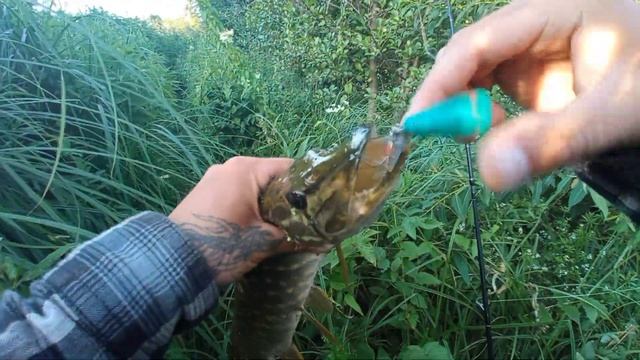 Щука жадно атакует самодельные приманки/ Ловля в ряске на приманки из винной пробки! смотреть онлайн