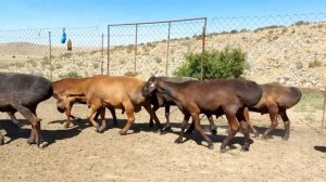Гиссарский бараны 04.07.2020 года К/Х Нурзода / Гиссарский кочкары.