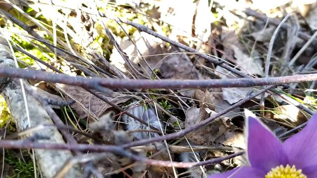 Весна ? 2020, СОН-ТРАВА!!! смотреть онлайн