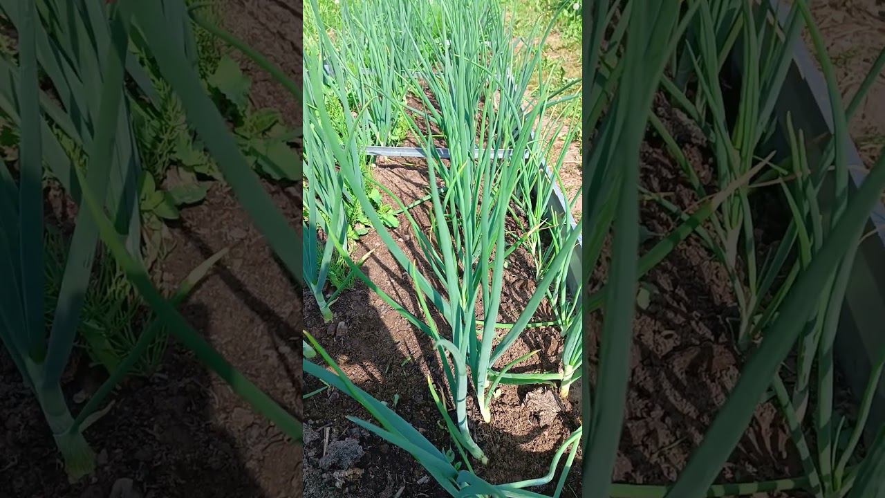 "Уход за луком" в июне: основные правила #лук #огород #урожай смотреть онлайн