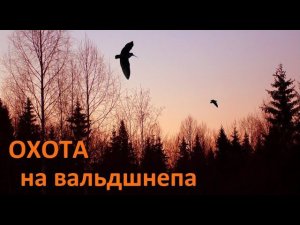 Охота на вальдшнепа #6  woodcock hunting