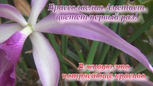 Каким красивым вышел Аметист. Брассокаттлея изящной формы