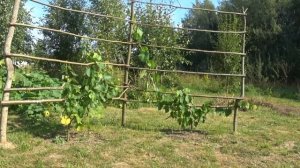 Продажа участка 50 соток с модульным строением в Псковской области