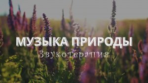 Музыка природы звукотерапия | 1 час красивой музыки для души