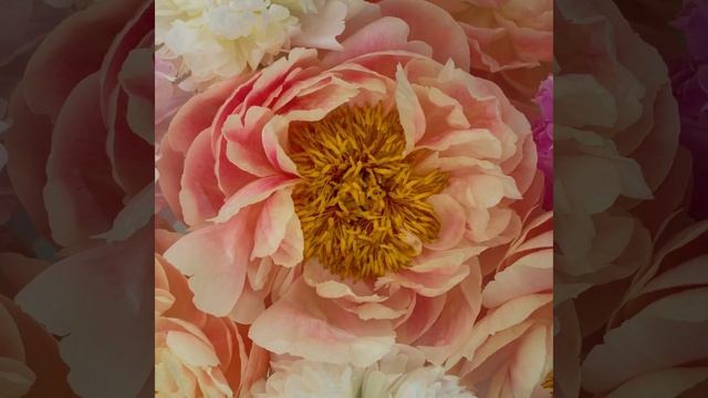 Смотреть только Татьянам | Relax | Поздравляем 25 января в Татьянин День | Любимой Тане | Открытка смотреть онлайн