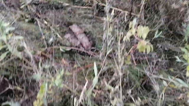 РАНЬШЕ ЗДЕСЬ ПРОХОДИЛИ ЖД ПУТИ. А СЕЙЧАС Я КОПАЮ МЕТАЛЛАЛОМ С МЕТАЛЛОИСКАТЕЛЕМ.