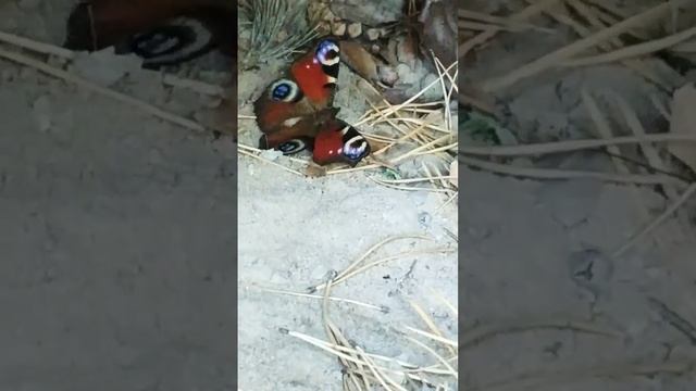 Две бабочки в норе#nature#природа#бабочки#осень смотреть онлайн