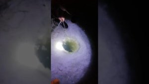 Ловля тайменя зимой.