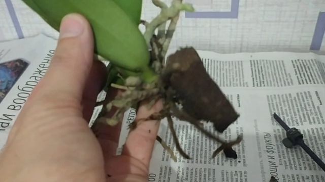 Почему у орхидеи фаленопсис загнивают корни. смотреть онлайн