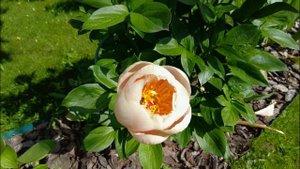 #пионы Посадка пиона в декабре - снова! Обзор пионов в саду, сезон 2023