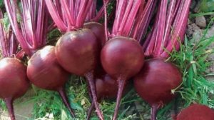 КАК ОБРУСЕЛА СВЁКЛА почему свёкла стала национальным продуктом на Руси