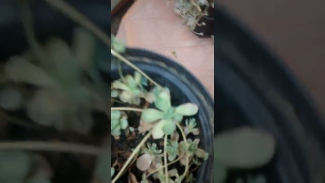 Echeveria pendula смотреть онлайн